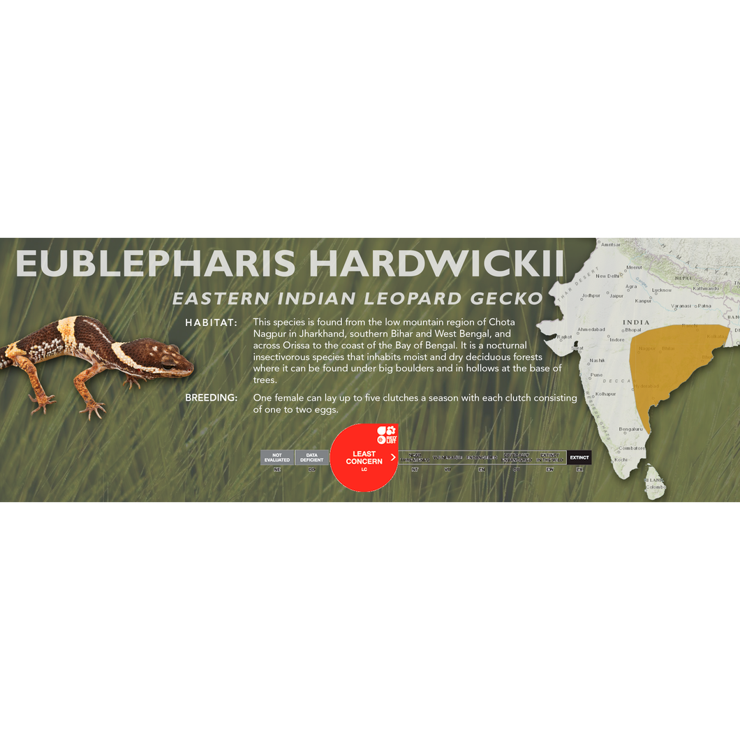 Eastern Indian Leopard Gecko (Eublepharis hardwickii) Standard Vivarium Label