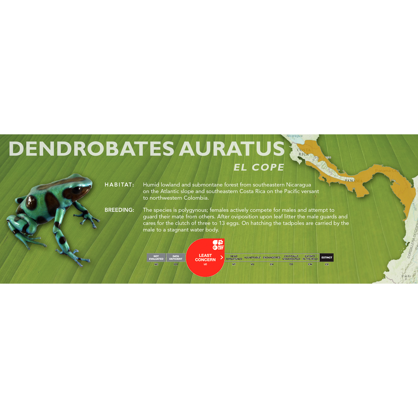 Dendrobates auratus - Classic Vivarium Label