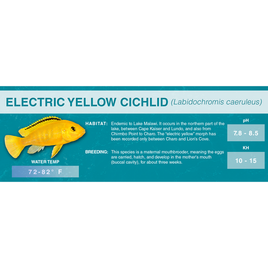 Electric Yellow Cichlid (Labidochromis caeruleus) - Classic Aquarium Label