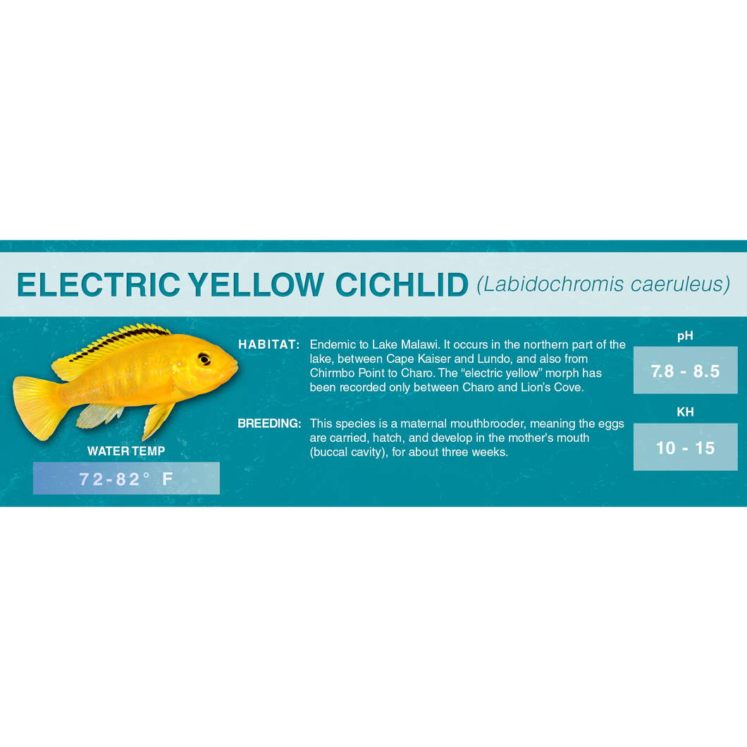 Electric Yellow Cichlid (Labidochromis caeruleus) - Standard Aquarium Label