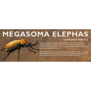 Megasoma elephas (Elephant Beetle) - Beetle Label