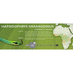 Emerald Snake (Hapsidophrys smaragdinus) Standard Vivarium Label