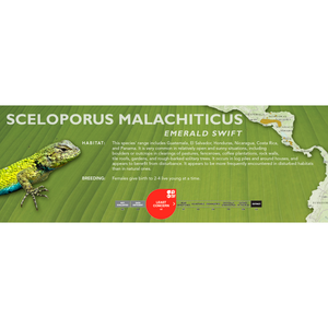 Emerald Swift (Sceloporus malachiticus) Standard Vivarium Label