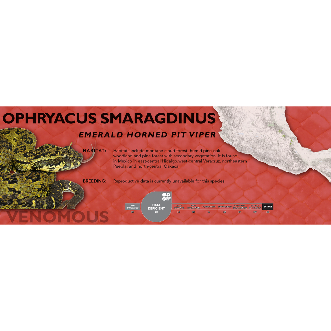 Emerald Horned Pit Viper (Ophryacus smaragdinus) Standard Vivarium Label