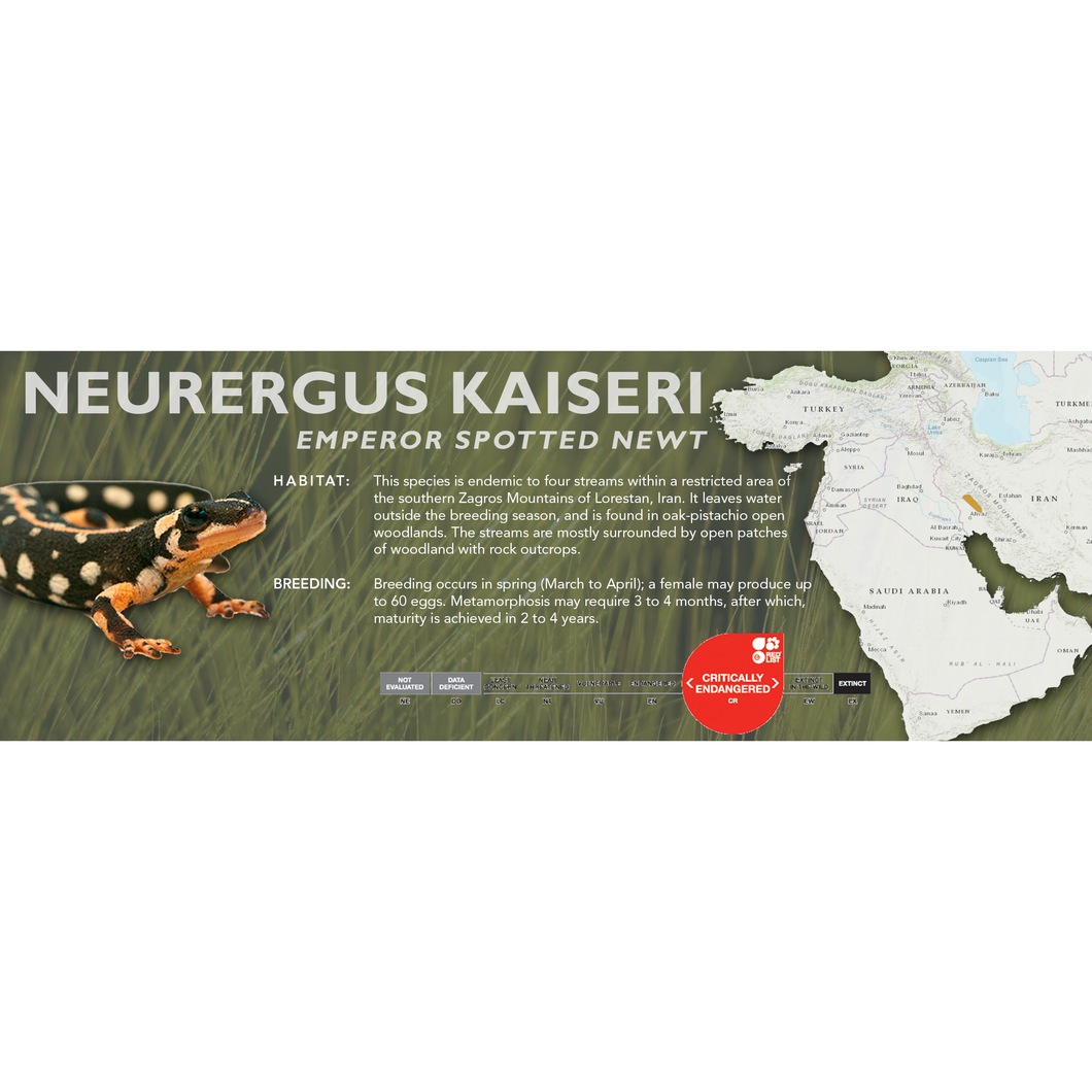 Emperor Spotted Newt (Neurergus kaiseri) - Standard Vivarium Label