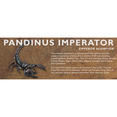 Pandinus imperator - Emperor Scorpion Label