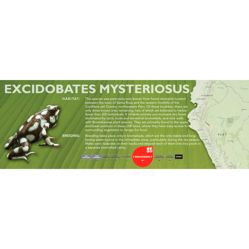 Excidobates mysteriosus - Standard Vivarium Label