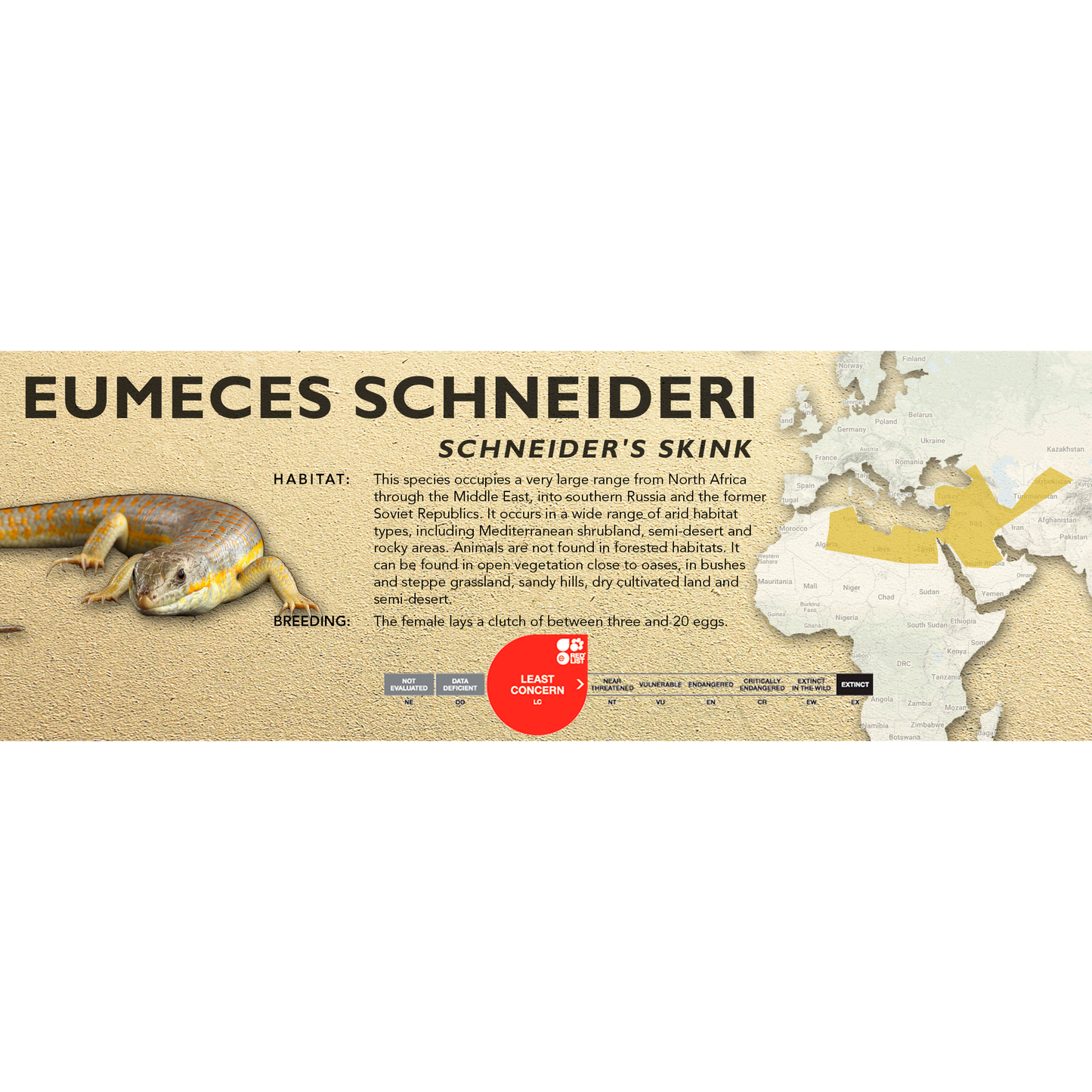 Schneider's Skink (Eumeces schneideri) Classic Vivarium Label