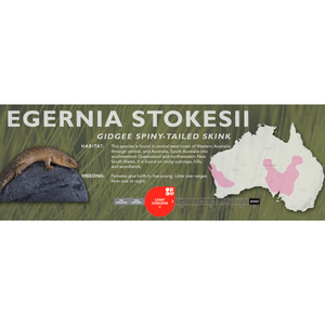 Gidgee Spiny-Tailed Skink (Egernia stokesii) Standard Vivarium Label