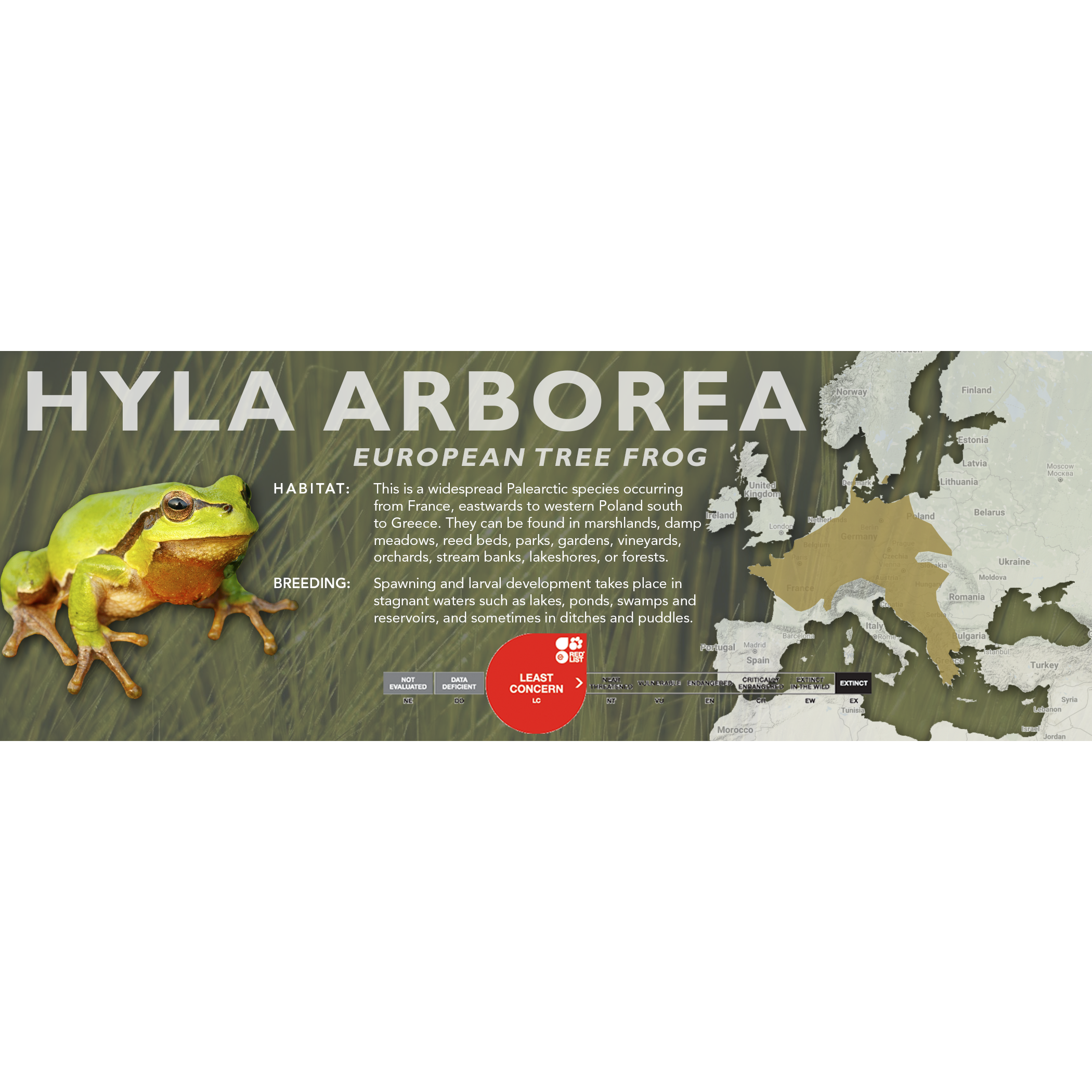 Labed Tree Frog European Tree Frog (Hyla arborea) - Classic Vivarium Label – Cloud ...