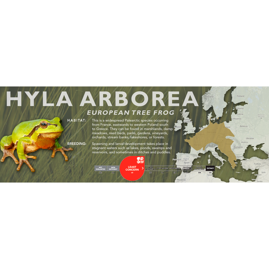 European Tree Frog (Hyla arborea) - Standard Vivarium Label