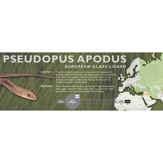 European Glass Lizard (Pseudopus apodus) Classic Vivarium Label