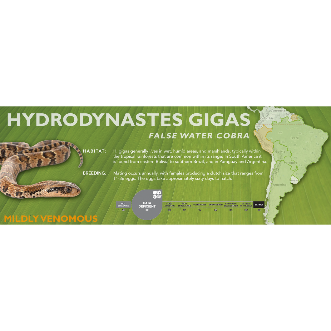 False Water Cobra (Hydrodynastes gigas) Standard Vivarium Label