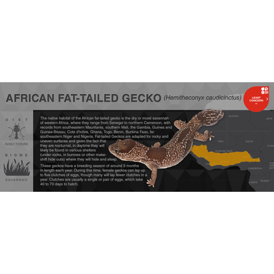 African Fat-Tailed Gecko (Hemitheconyx caudicinctus) - Black Series Vivarium Label