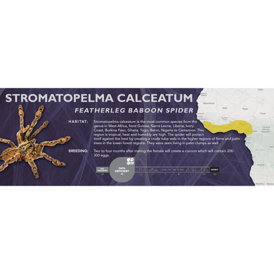 Featherleg Baboon Spider (Stromatopelma calceatum) - Standard Vivarium Label