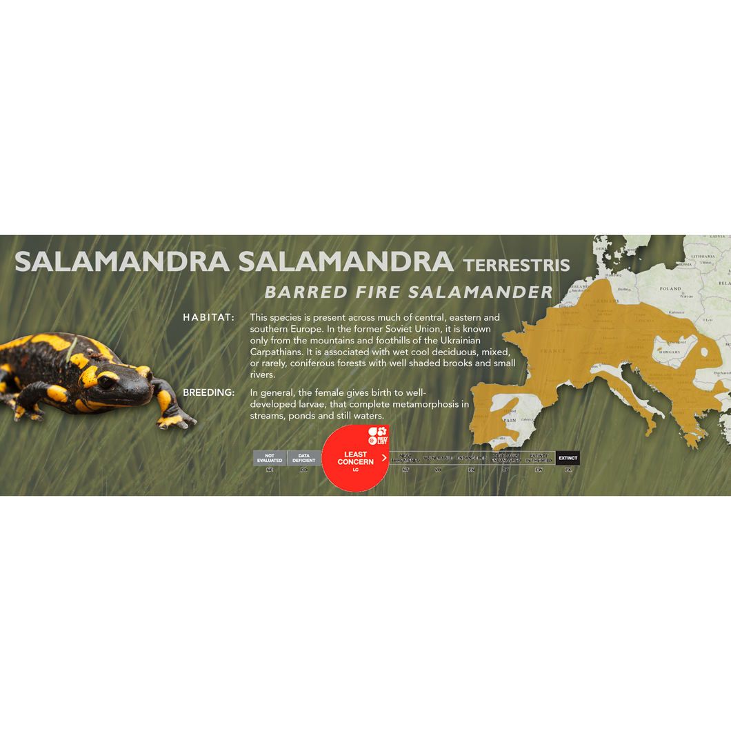 Fire Salamander (Salamandra salamandra) - Standard Vivarium Label