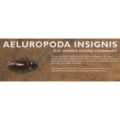 Aeluropoda insignis (Flat Horned Hissing Cockroach) - Roach Label