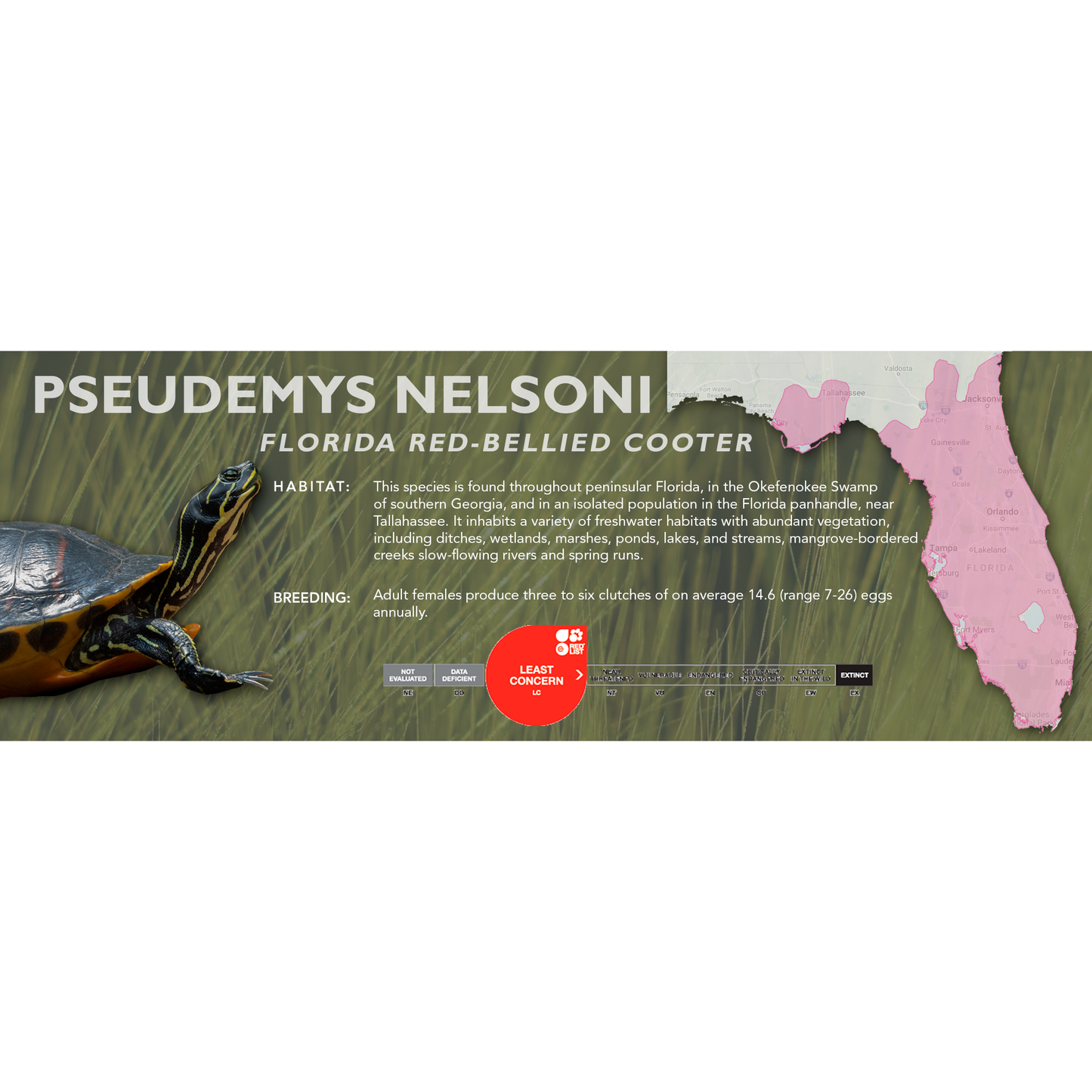 Florida Red-Bellied Cooter (Pseudemys nelsoni) - Classic Vivarium Label