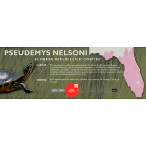 Florida Red-Bellied Cooter (Pseudemys nelsoni) - Standard Vivarium Label