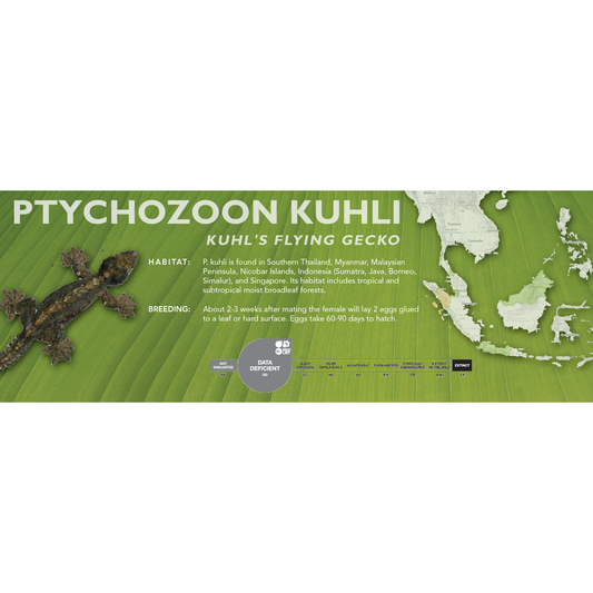 Kuhl's Flying Gecko (Ptychozoon kuhli) Classic Vivarium Label