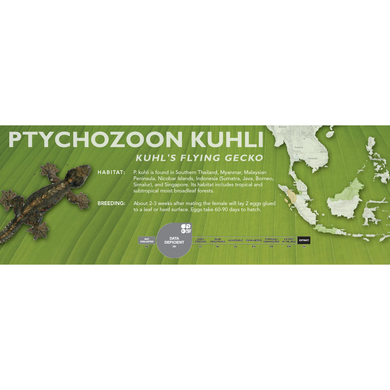 Kuhl's Flying Gecko (Ptychozoon kuhli) Standard Vivarium Label