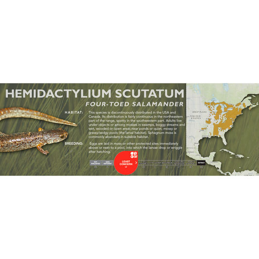 Four-Toed Salamander (Hemidactylium scutatum) - Classic Vivarium Label