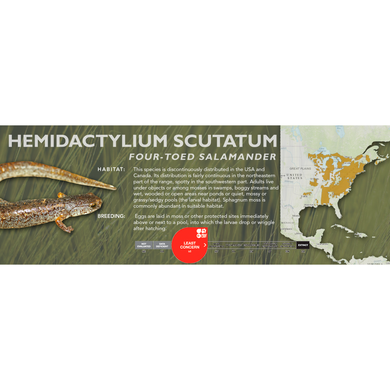 Four-Toed Salamander (Hemidactylium scutatum) - Standard Vivarium Label