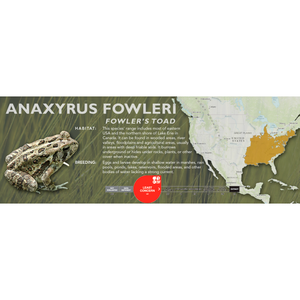 Fowler's Toad (Anaxyrus fowleri) - Standard Vivarium Label