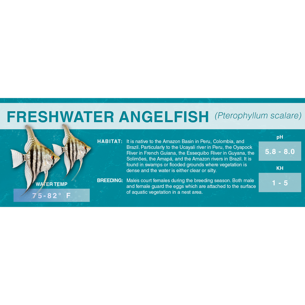 Freshwater Angelfish (Pterophyllum scalare) - Standard Aquarium Label