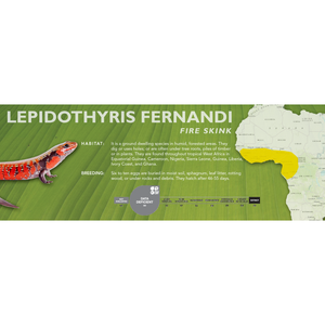 Fire Skink (Lepidothyris fernandi) Standard Vivarium Label
