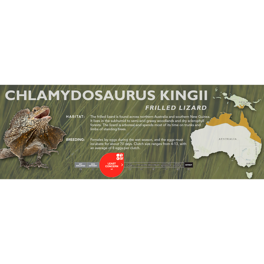 Frilled Lizard (Chlamydosaurus kingii) Classic Vivarium Label