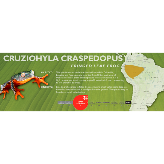 Fringed Leaf Frog (Cruziohyla craspedopus) - Classic Vivarium Label