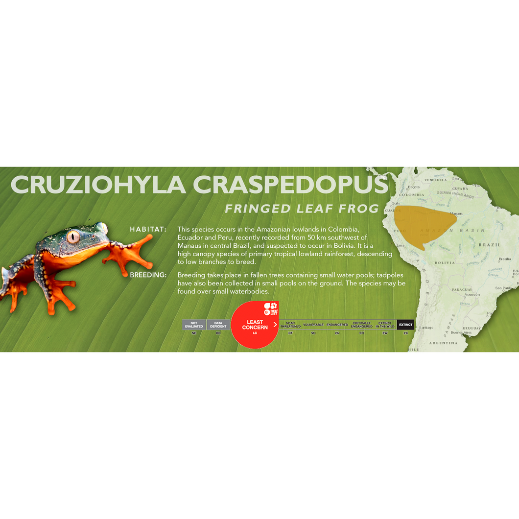 Fringed Leaf Frog (Cruziohyla craspedopus) - Standard Vivarium Label