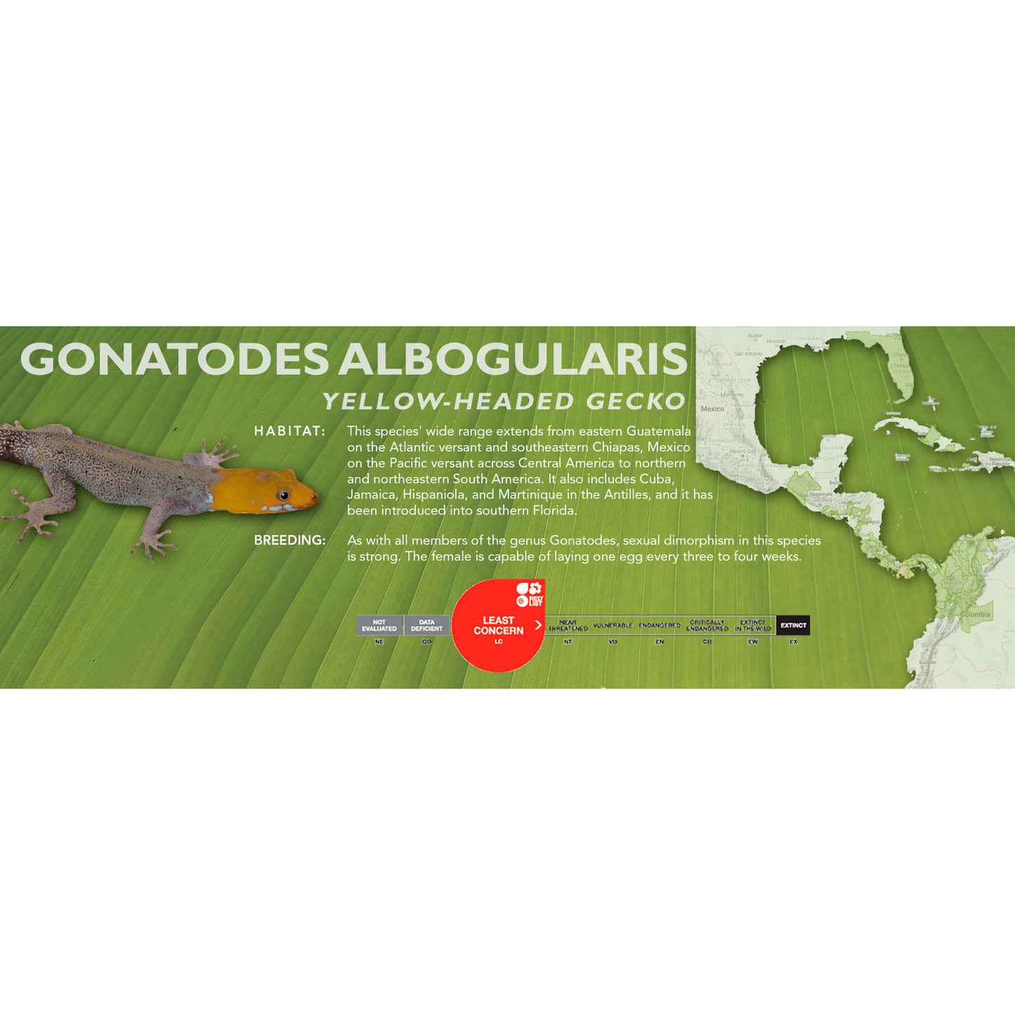 Yellow-Headed Gecko (Gonatodes albogularis) Classic  Vivarium Label