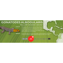 Load image into Gallery viewer, Yellow-Headed Gecko (Gonatodes albogularis) Standard Vivarium Label