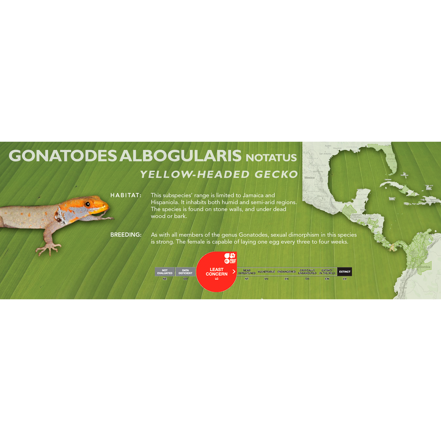 Yellow-Headed Gecko (Gonatodes albogularis) Classic  Vivarium Label