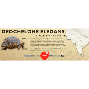 Indian Star Tortoise (Geochelone elegans) - Standard Vivarium Label