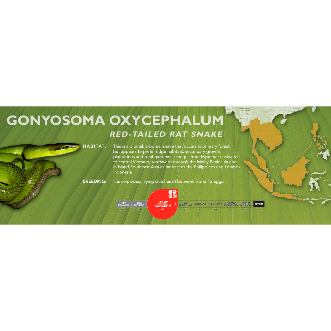 Red-Tailed Rat Snake (Gonyosoma oxycephalum) Standard Vivarium Label