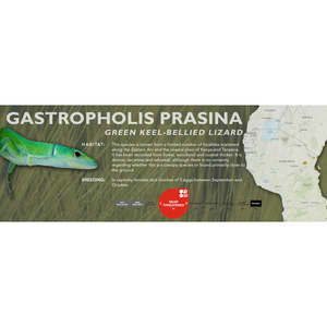 Green Keel-Bellied Lizard (Gastropholis prasina) Standard Vivarium Label