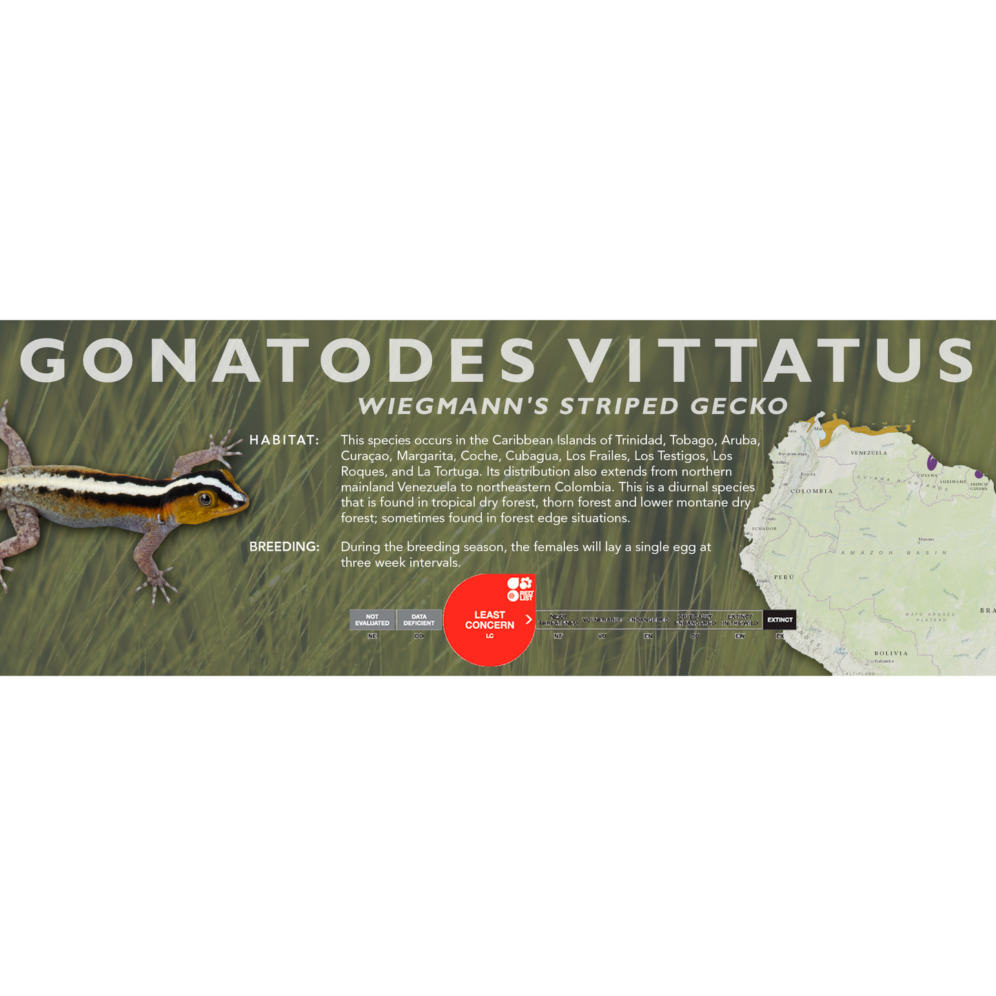 Wiegmann's Striped Gecko (Gonatodes vittatus) Classic Vivarium Label