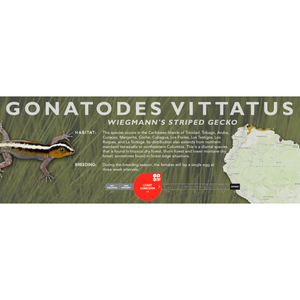 Wiegmann's Striped Gecko (Gonatodes vittatus) Standard Vivarium Label