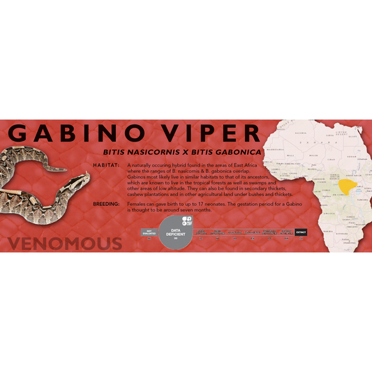 Gabino Viper (Bitis nasicornis x Bitis gabonica) Classic Vivarium Label