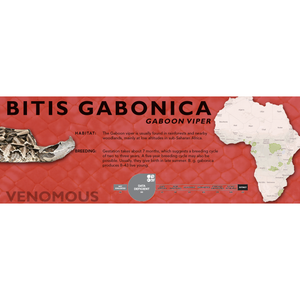 Gaboon Viper (Bitis gabonica) Standard Vivarium Label