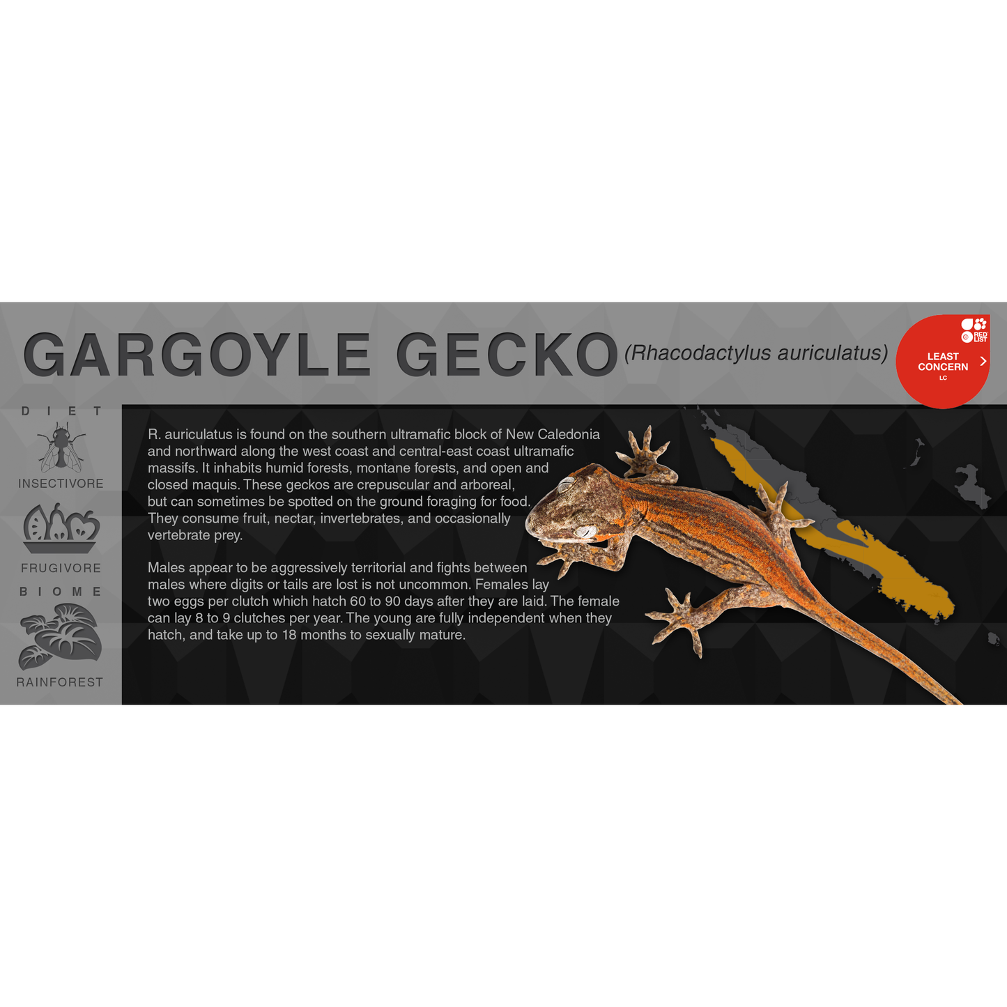 Gargoyle Gecko (Rhacodactylus auriculatus) - Black Series Vivarium Label