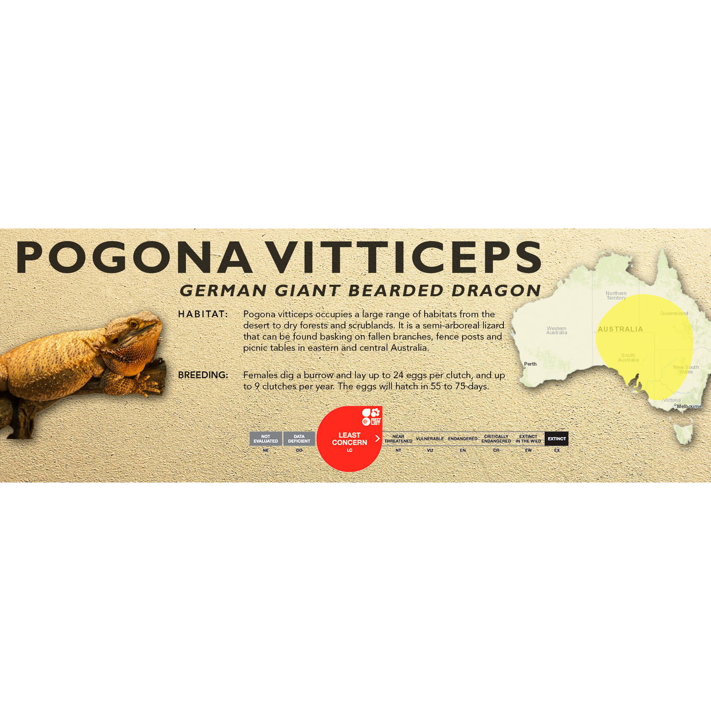 Bearded Dragon (Central) (Pogona vitticeps) Classic Vivarium Label