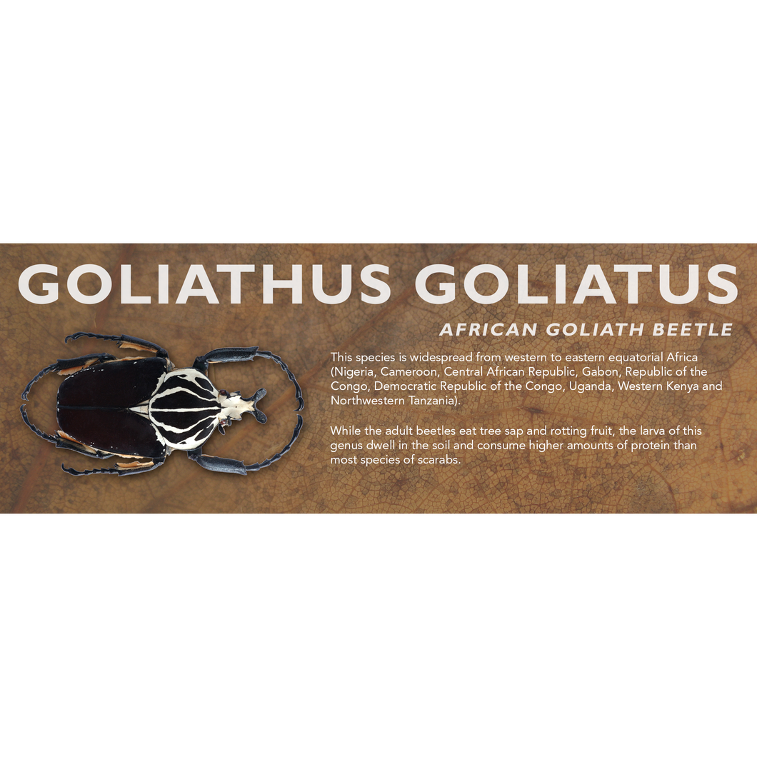 Goliathus goliatus (African Goliath Beetle) - Beetle Label