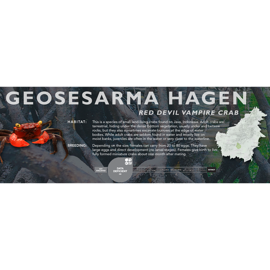 Red Devil Vampire Crab (Geosesarma hagen) Classic Vivarium Label