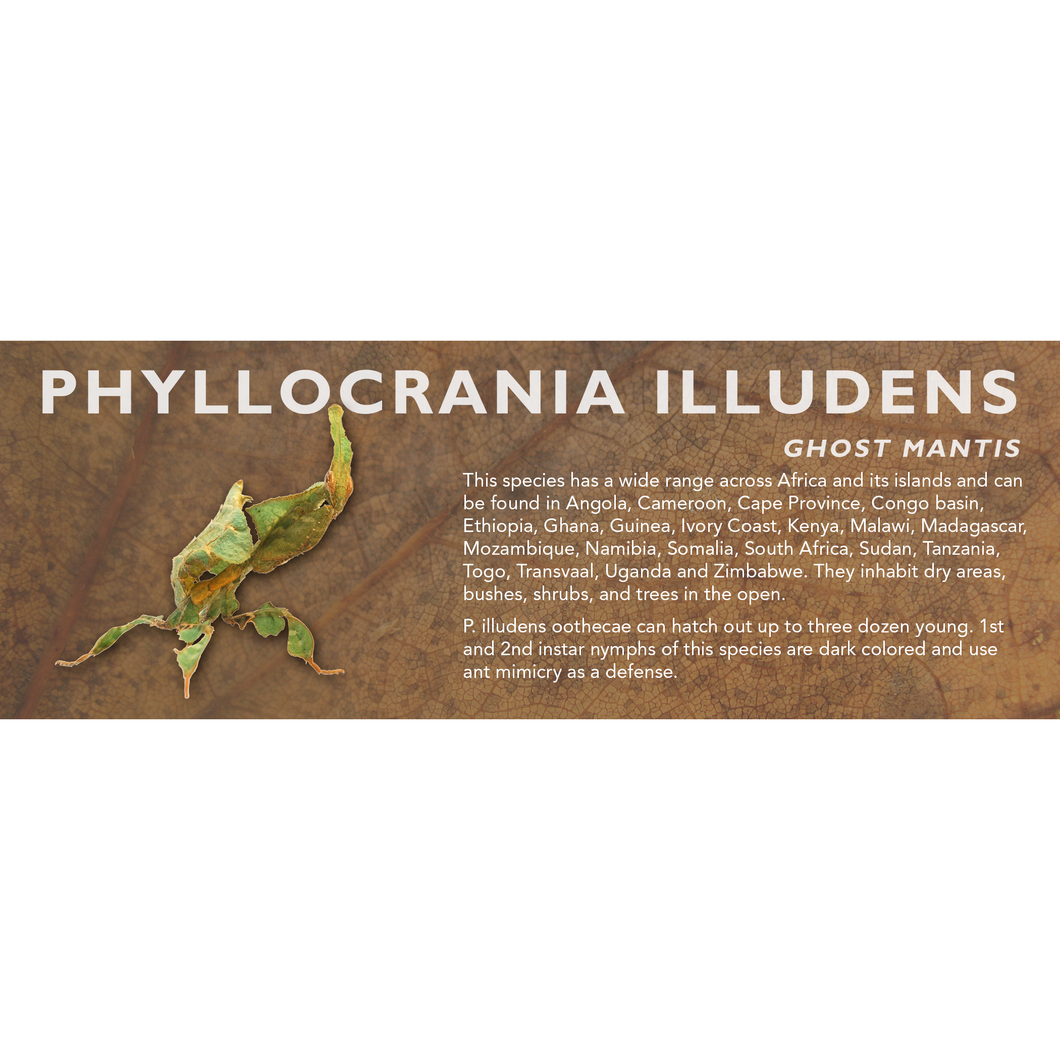 Phyllocrania illudens (Ghost Mantis) - Mantis Label