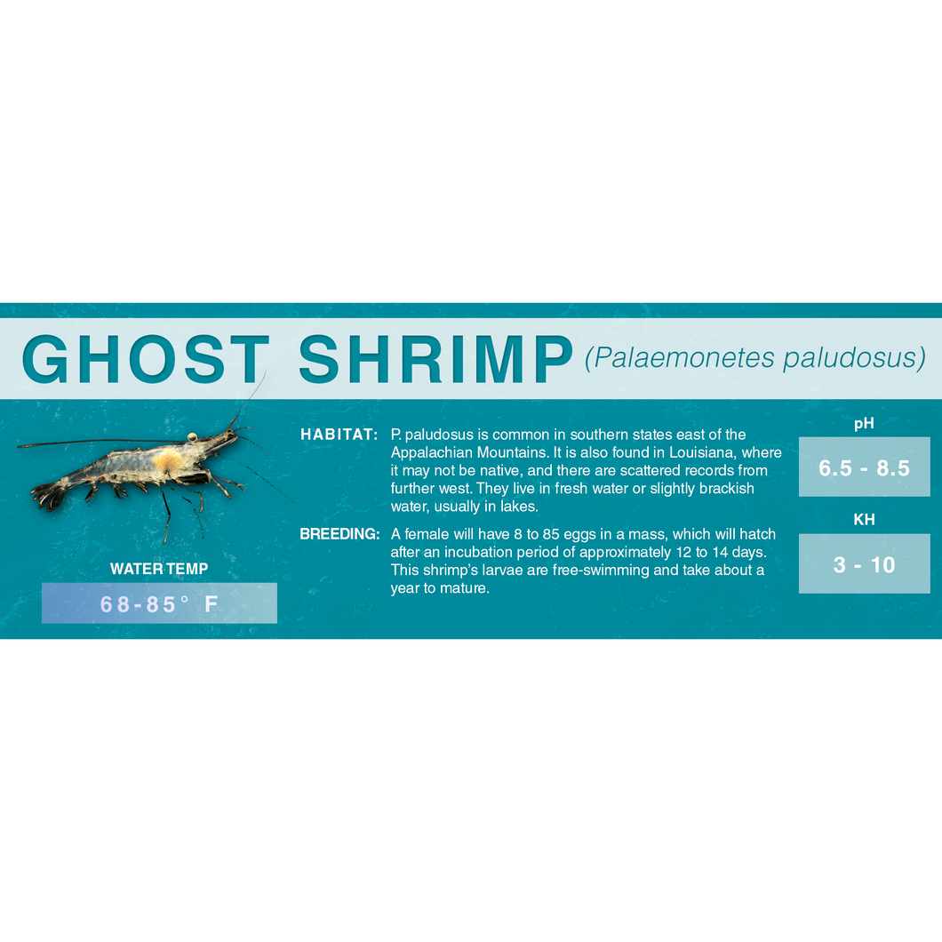 Ghost Shrimp (Palaemonetes paludosus) - Standard Aquarium Label – Cloud  Forest Design