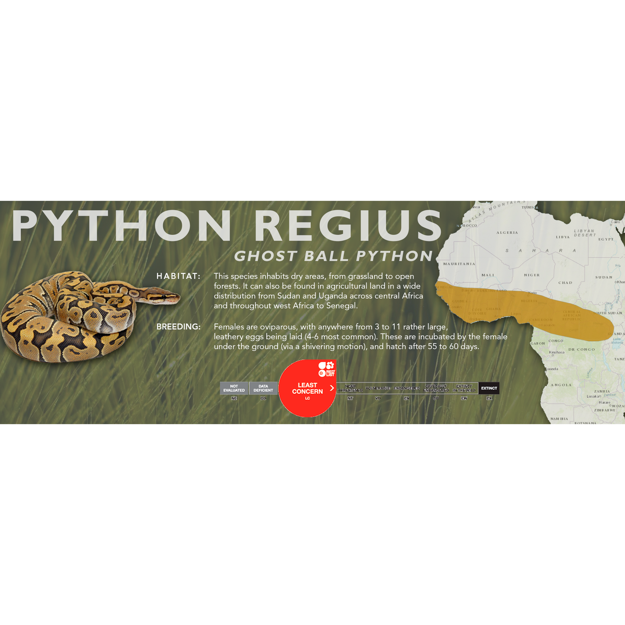 Python Regius Classic Ball Python (Python regius) Classic Vivarium Label – Cloud Forest Design